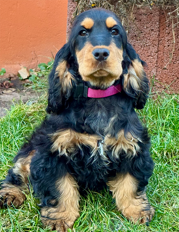 Forever Rizi Bizi Stella | English Cocker Spaniel vom Erfurter Kakteenhof