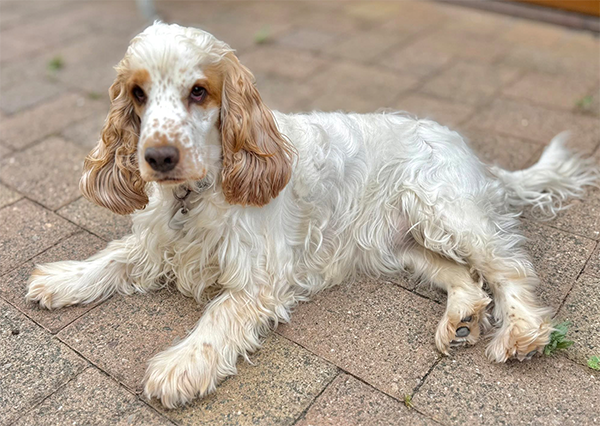 Maite vom Nikolausberg | English Cocker Spaniel vom Erfurter Kakteenhof Maite vom Nikolausberg | English Cocker Spaniel vom Erfurter Kakteenhof