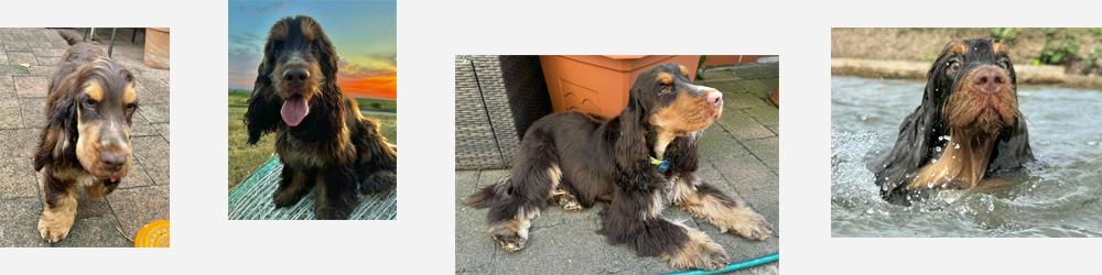 Duke Ellington (Zahircocker) | English Cocker Spaniel vom Erfurter Kakteenhof