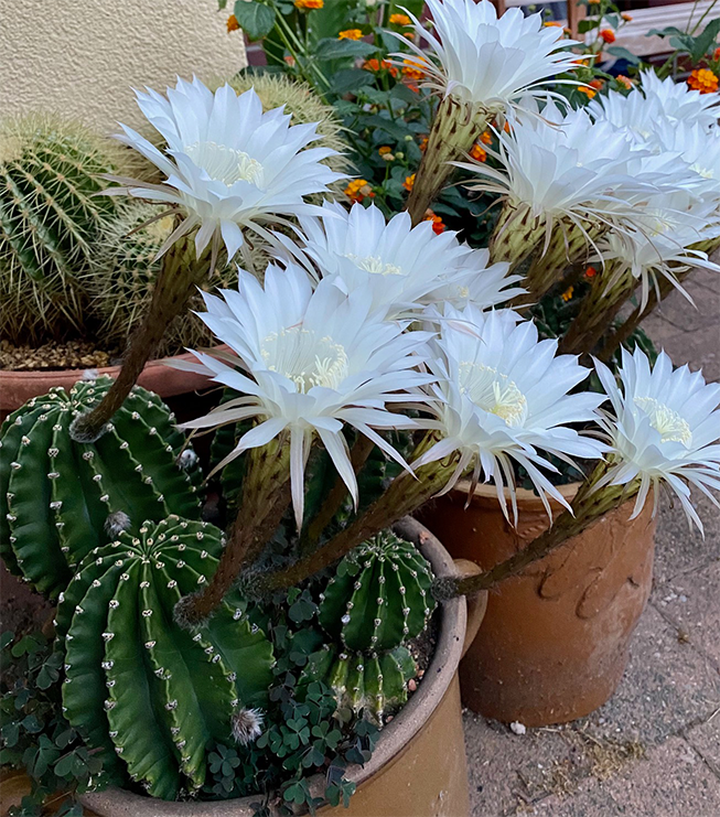 Blühende Kakteen im Hof Blühende Kakteen im Hof