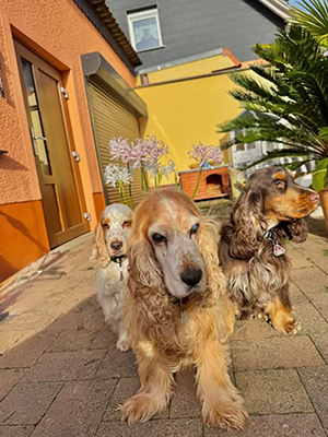 Maite vom Nikolausberg, Spike, Duke Ellington Maite vom Nikolausberg, Spike, Duke Ellington