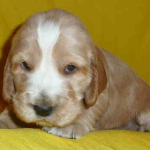 Spike 3 Wochen alt | English Cocker Spaniel vom Erfurter Kakteenhof