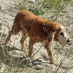 Spike 2025 | Cocker Spaniel vom Erfurter Kakteenhof