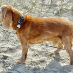 Spike 2025 | Cocker Spaniel vom Erfurter Kakteenhof