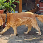 Spike 2025 | Cocker Spaniel vom Erfurter Kakteenhof