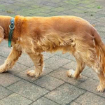 Spike 2025 | Cocker Spaniel vom Erfurter Kakteenhof