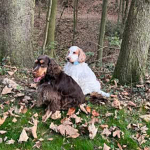 Maite vom Nikolausberg und Duke Ellington