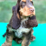 Duke Ellington als Welpe 2023 | English Cocker Spaniel